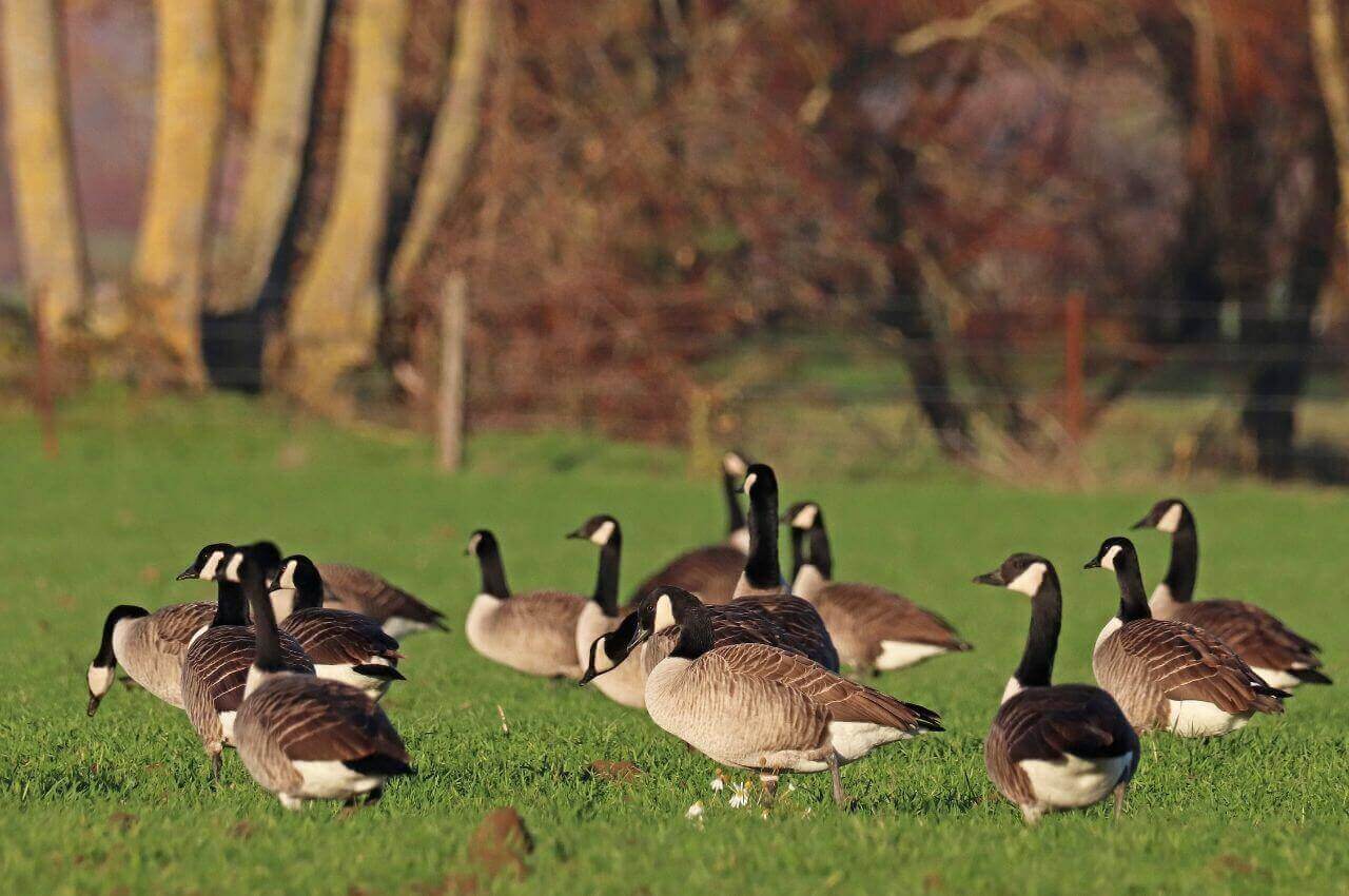 Jak wygląda Bernikla Kanadyjska?