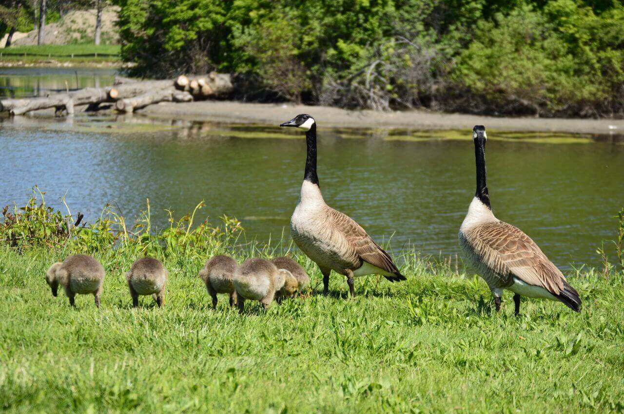 Jak wygląda Bernikla Kanadyjska?
