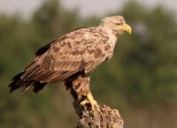 Jak wygląda Bielik?