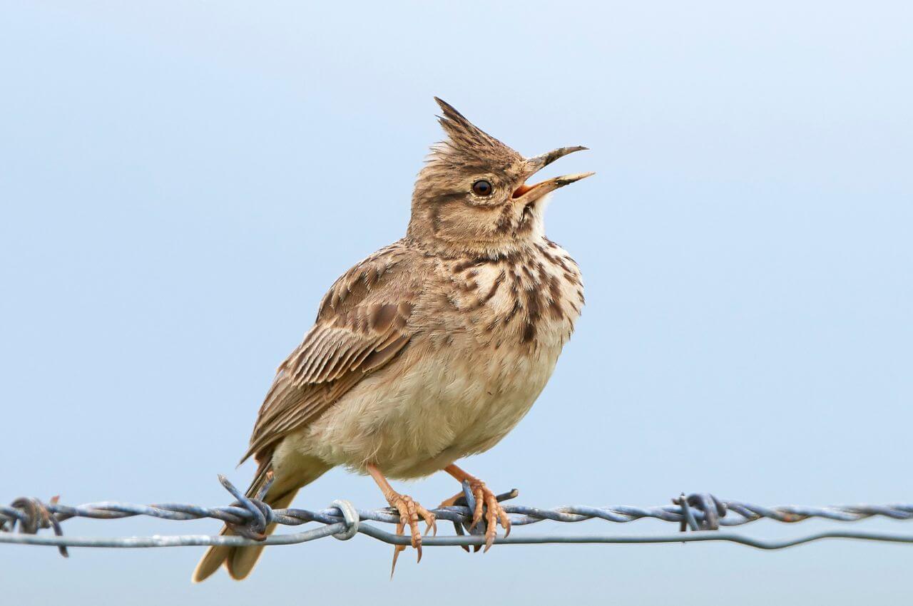 Jak wygląda Dzierlatka?