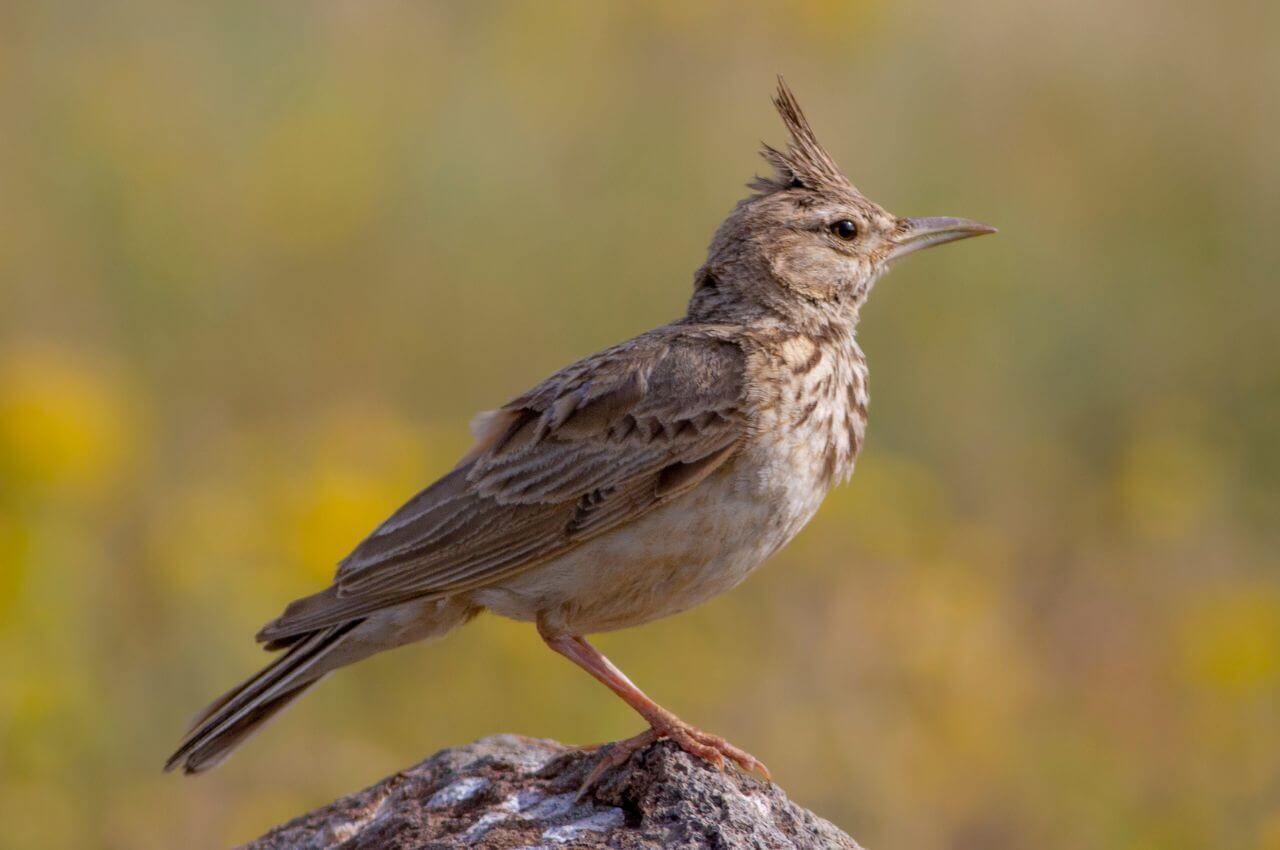 Jak wygląda Dzierlatka?