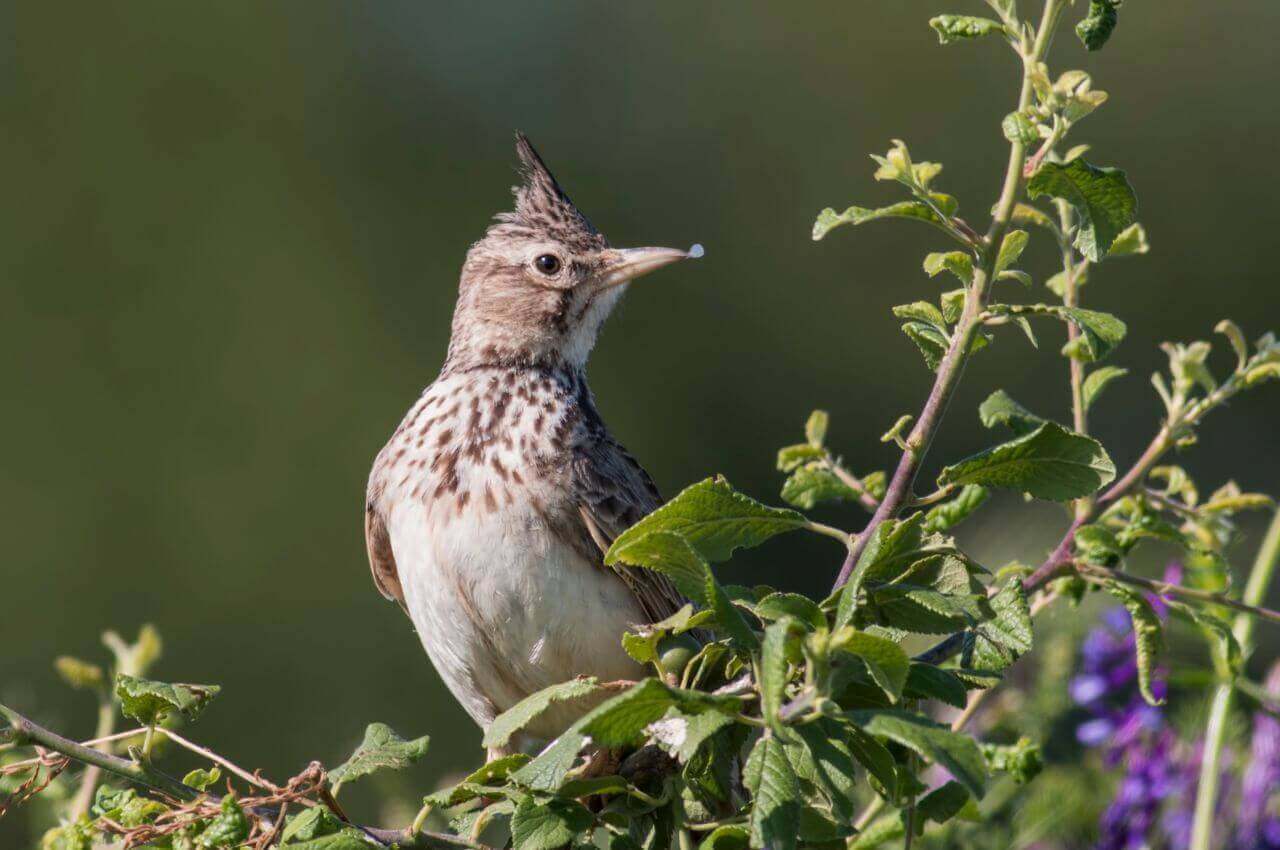 Jak wygląda Dzierlatka?