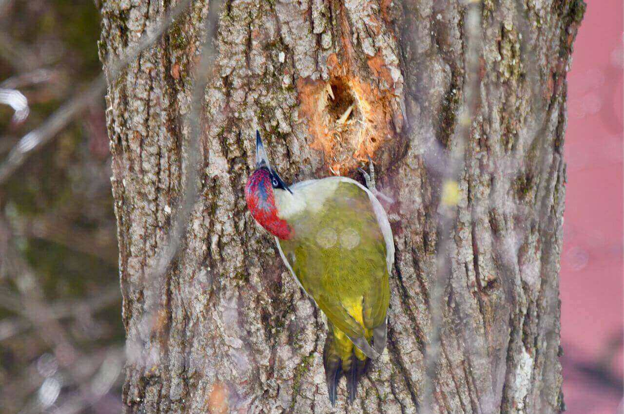 Jak wygląda Dzięcioł Zielony?