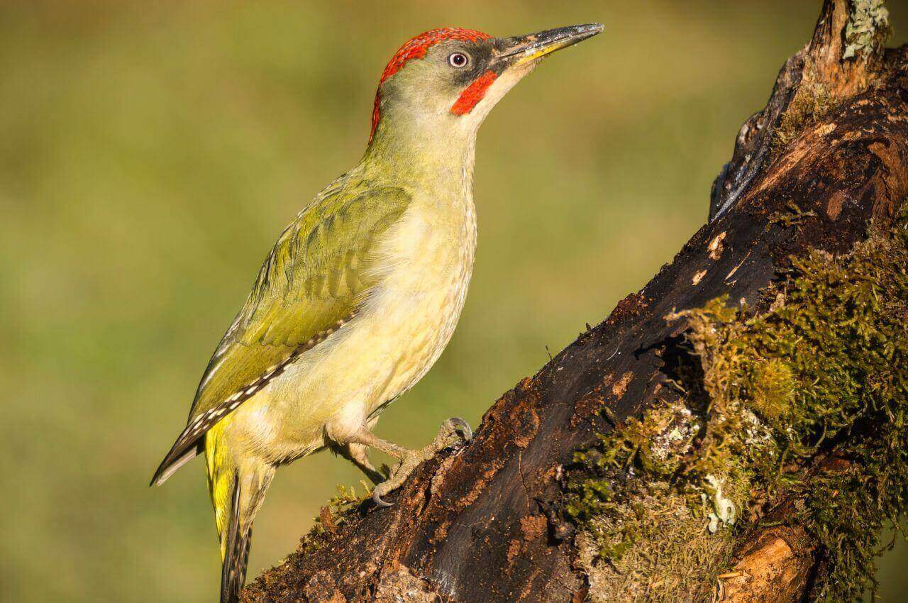 Jak wygląda Dzięcioł Zielony?