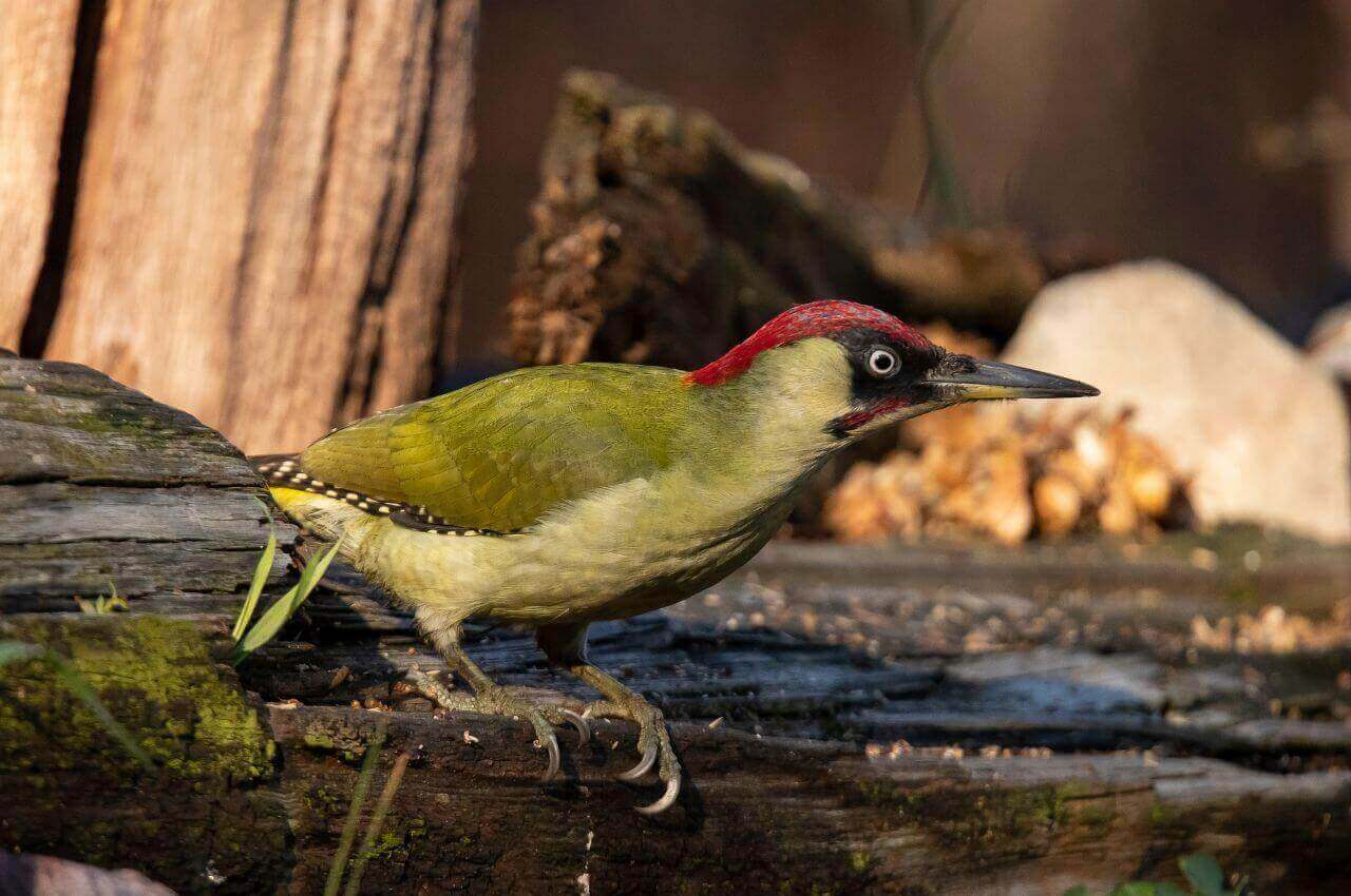 Jak wygląda Dzięcioł Zielony?