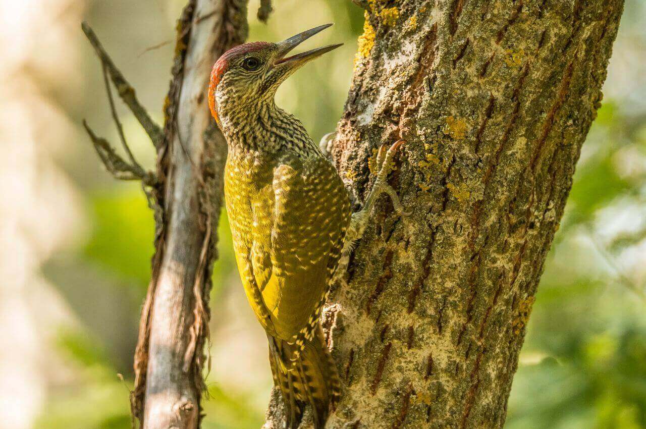 Jak wygląda Dzięcioł Zielony?