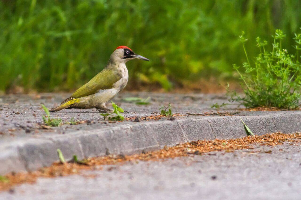 Jak wygląda Dzięcioł Zielony?