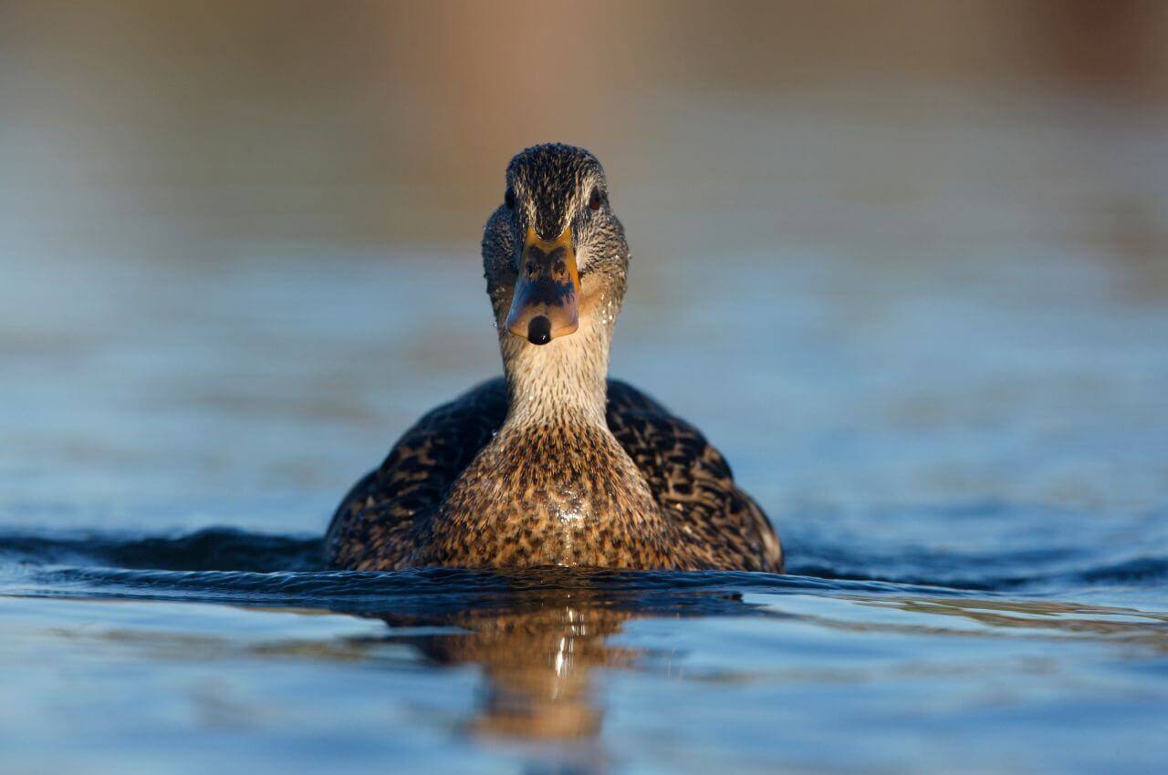 Jak wygląda samica Krzyżówki?