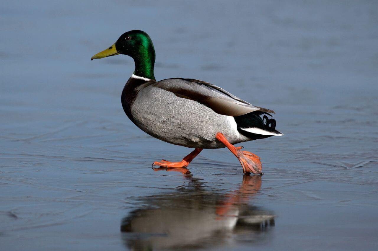 Jak wygląda Krzyżówka?