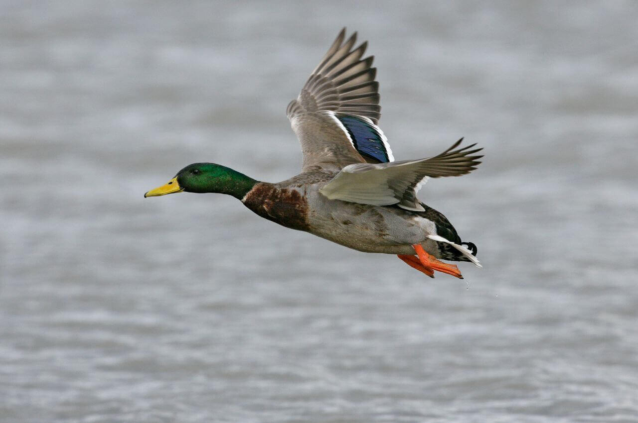 Jak wygląda Krzyżówka w locie?