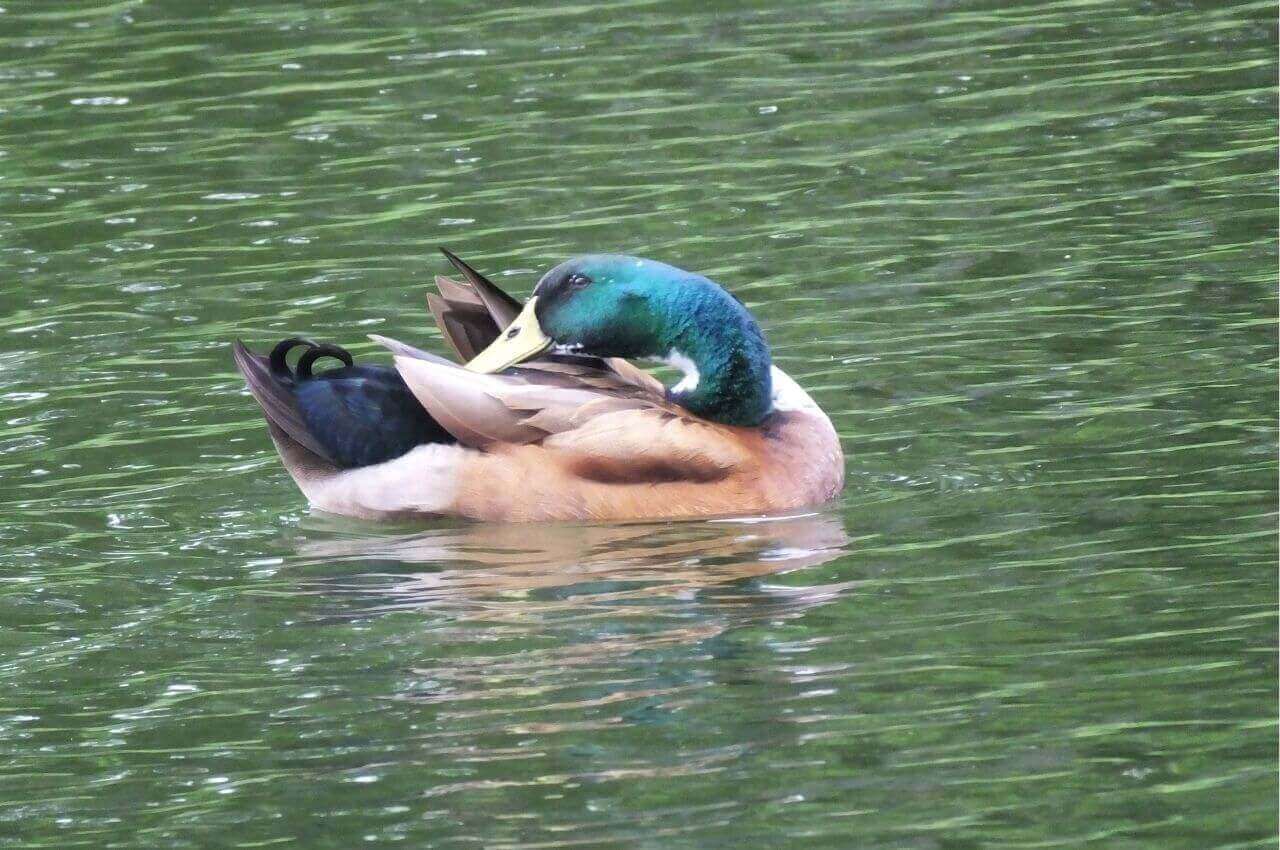 Jak wygląda Krzyżówka?