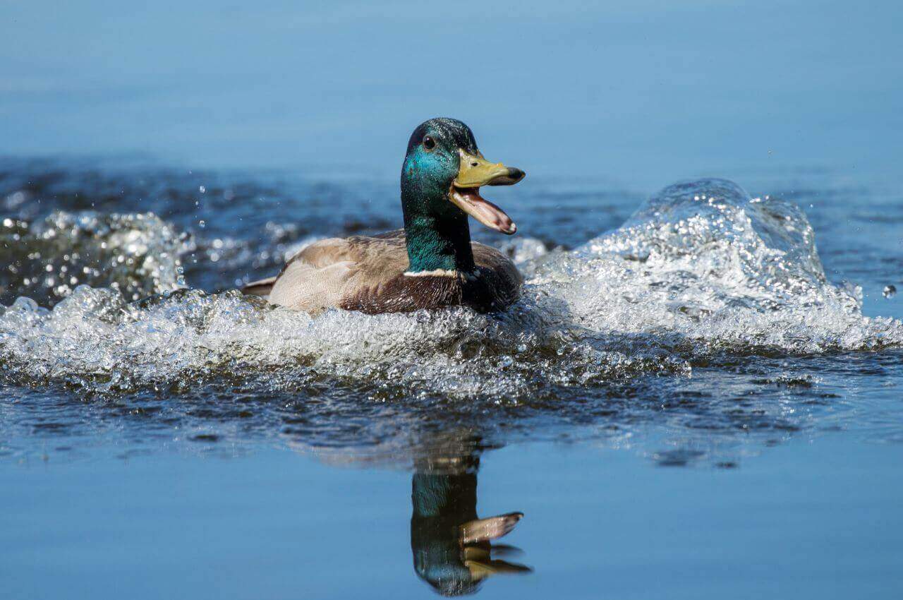Jak wygląda Krzyżówka?