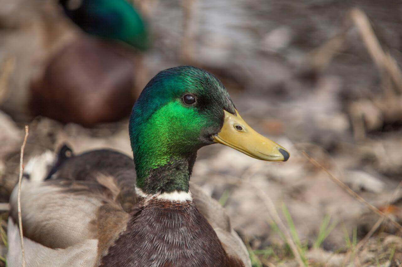 Jak wygląda Krzyżówka?