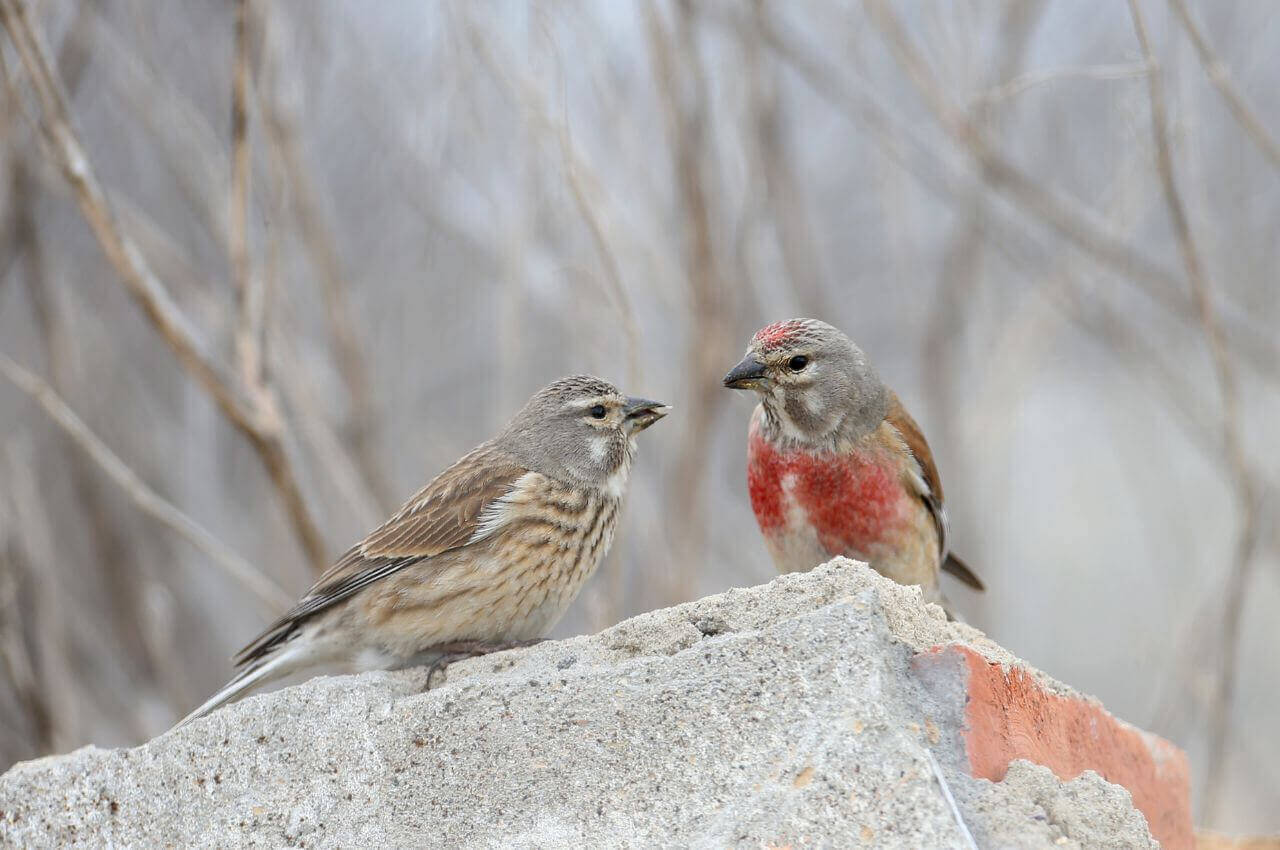 Jak wygląda Makolągwa?