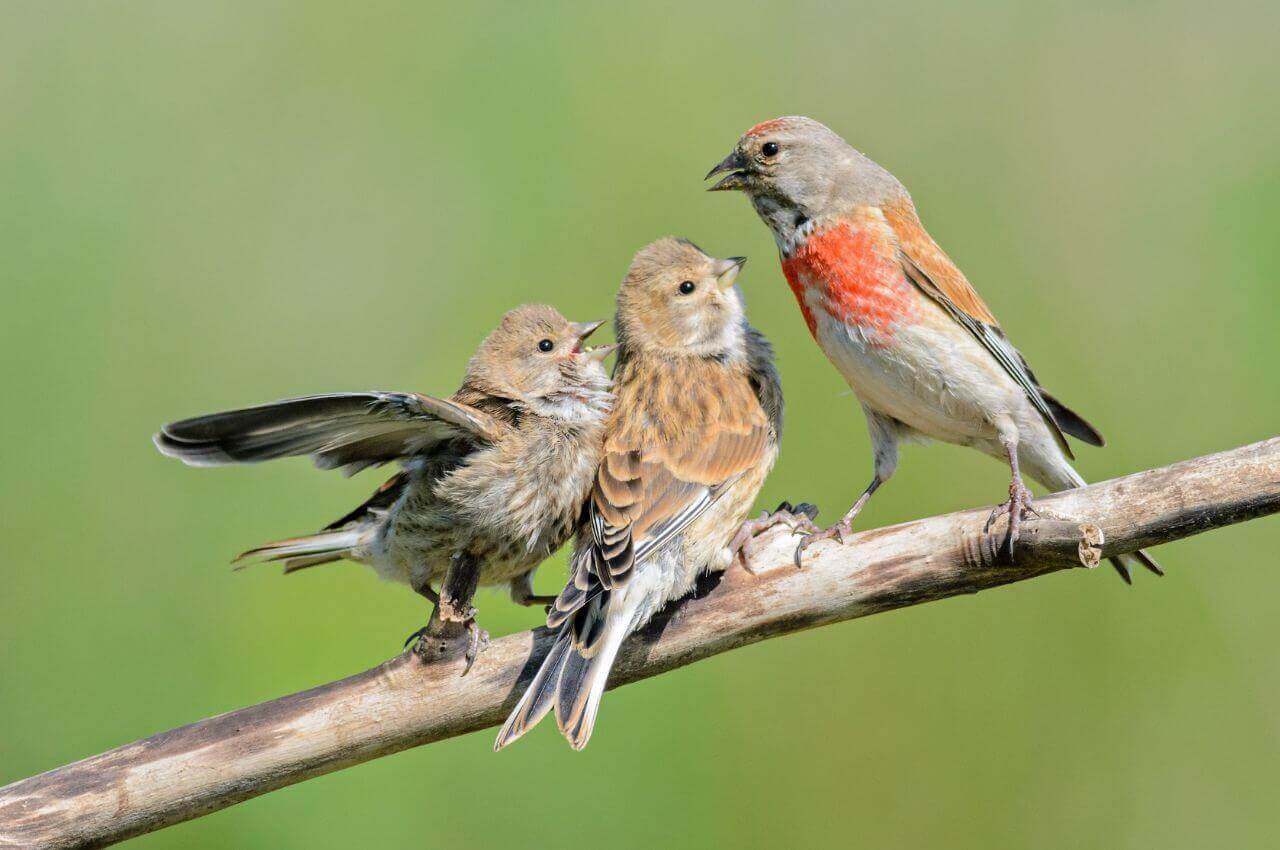 Jak wygląda Makolągwa?