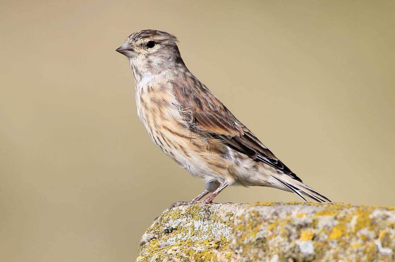 Jak wygląda Makolągwa?