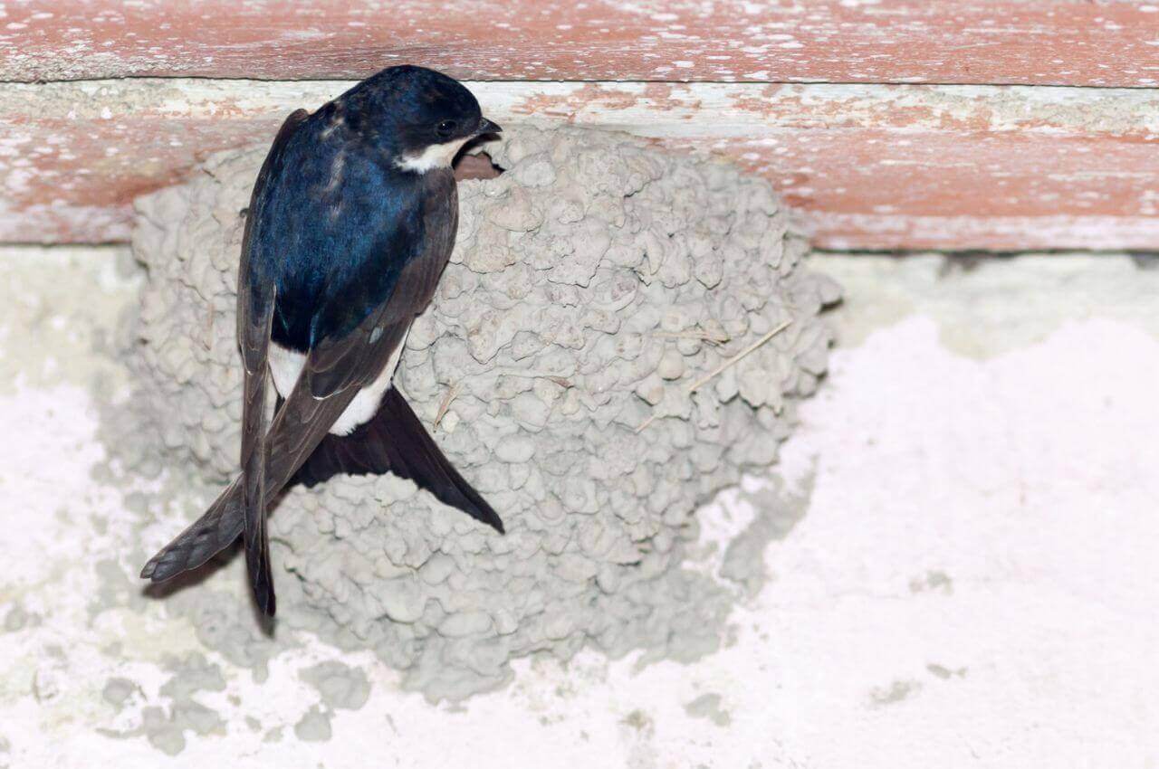 Jak wygląda gniazdo Oknówki?