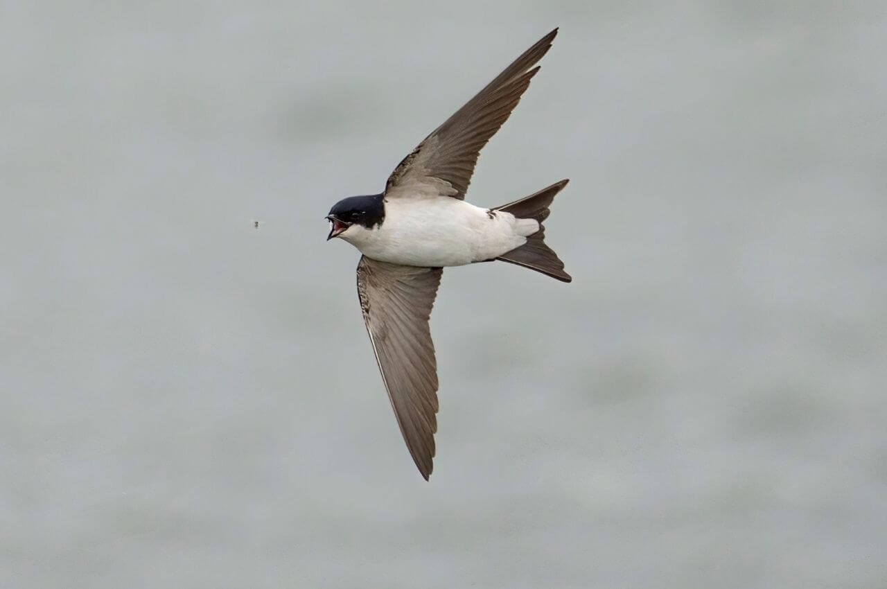 Jak wygląda Oknówka w locie?