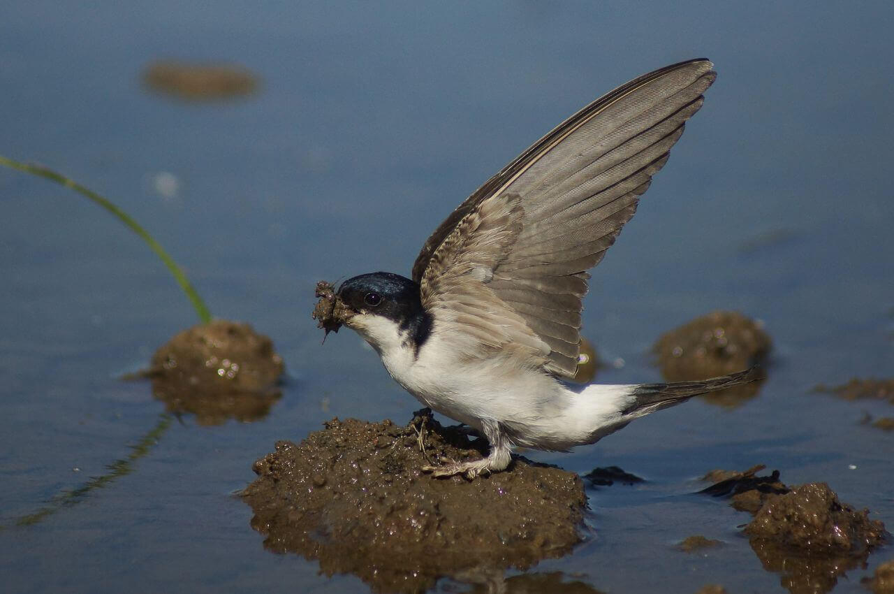 Jak wygląda Oknówka?