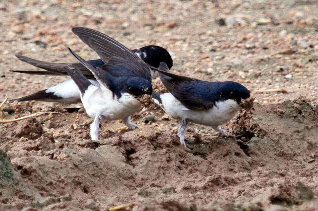 Jak wygląda Oknówka?