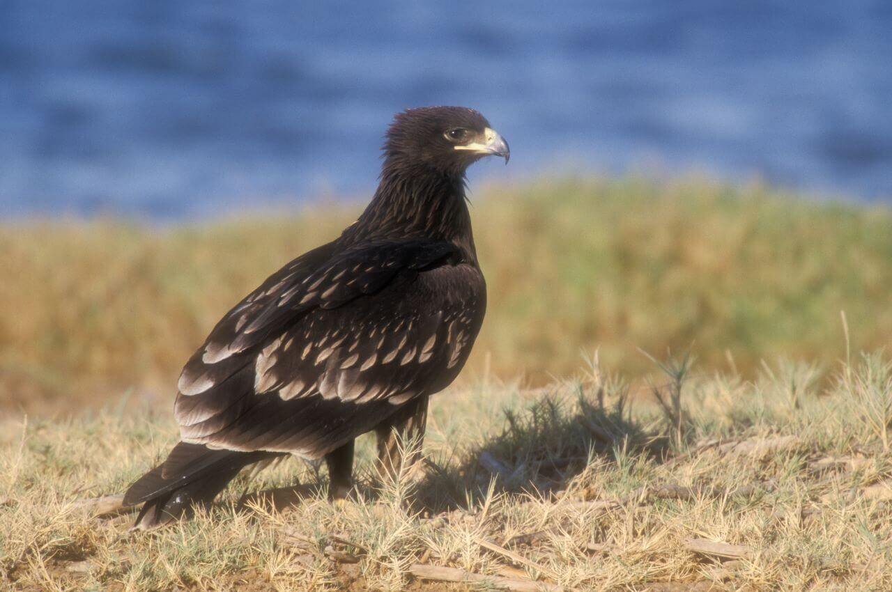 Jak wygląda Orlik Grubodzioby?