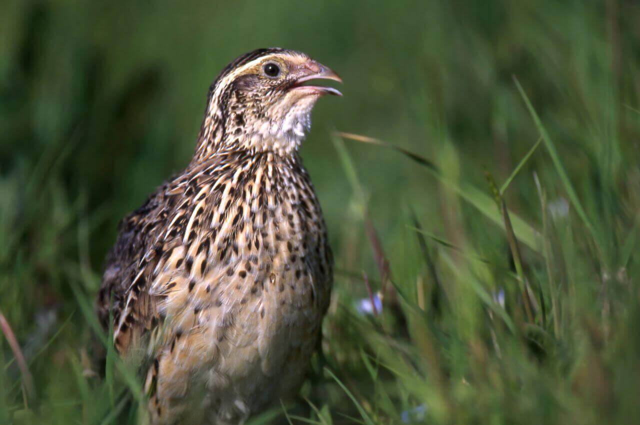 Jak wygląda Przepiórka?
