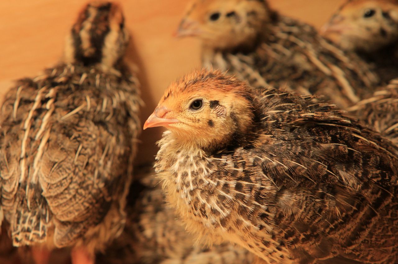 Jak wygląda Przepiórka?