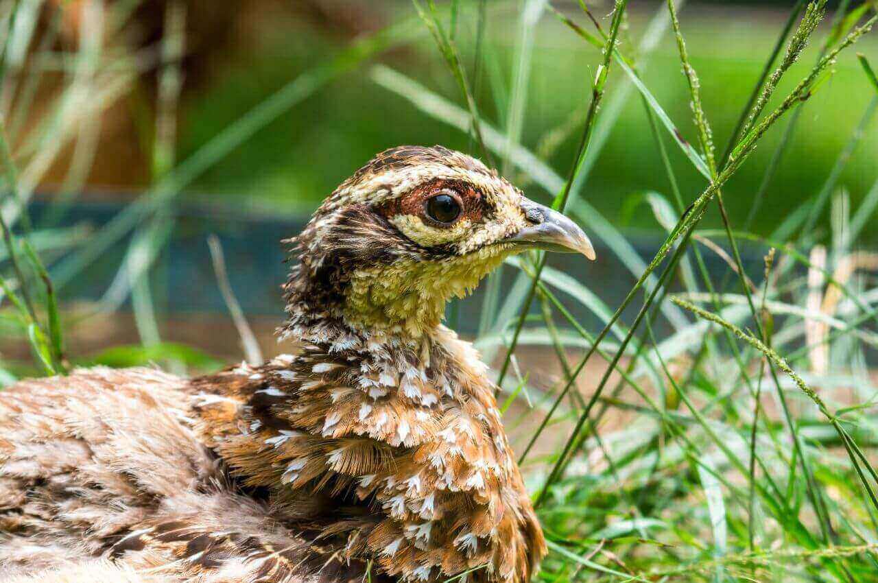 Jak wygląda Przepiórka?
