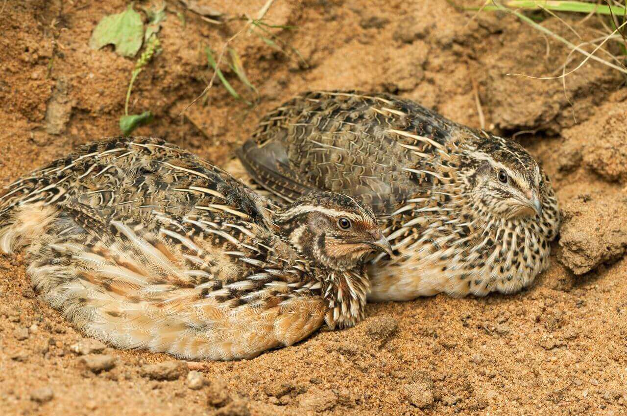 Jak wygląda Przepiórka?