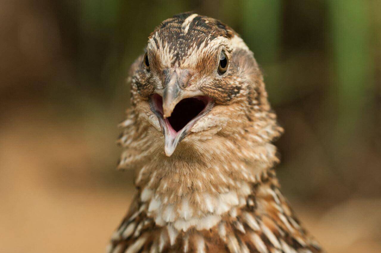 Jak wygląda Przepiórka?