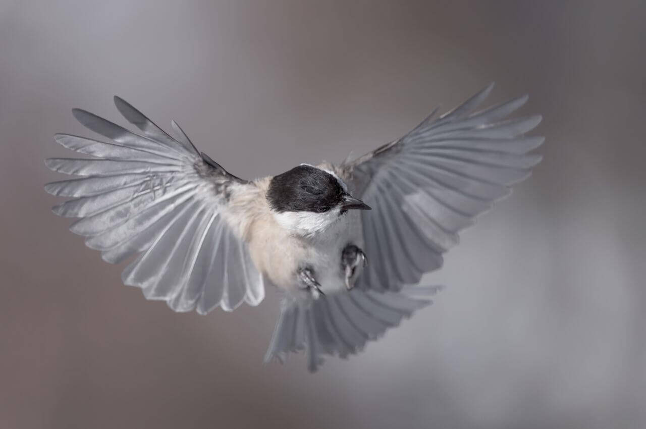 Jak wygląda Sikorka Uboga?