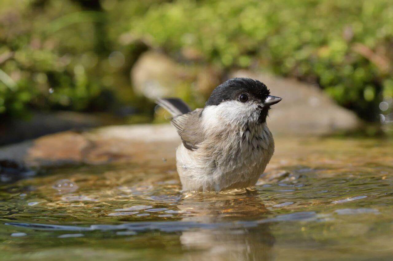 Jak wygląda Sikorka Uboga?