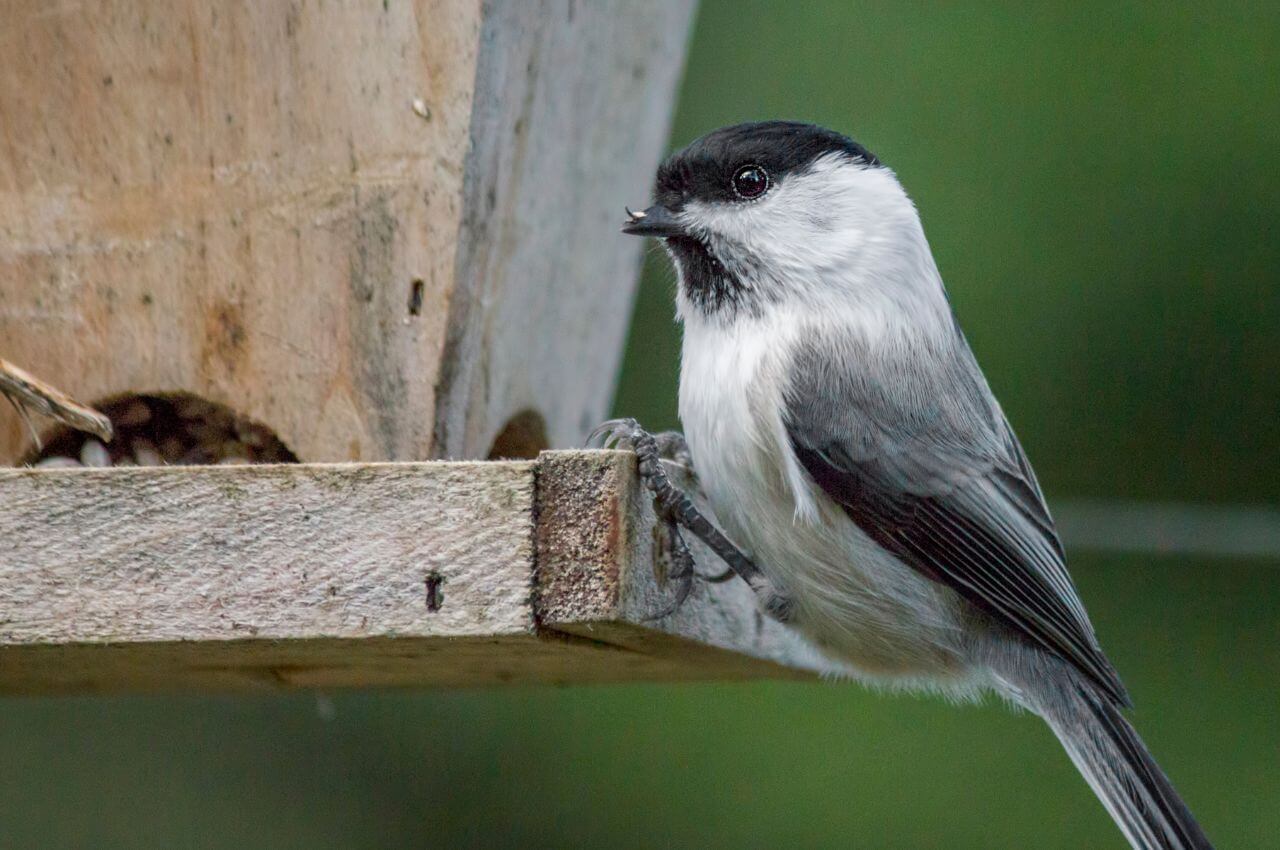 Jak wygląda Sikorka Uboga?