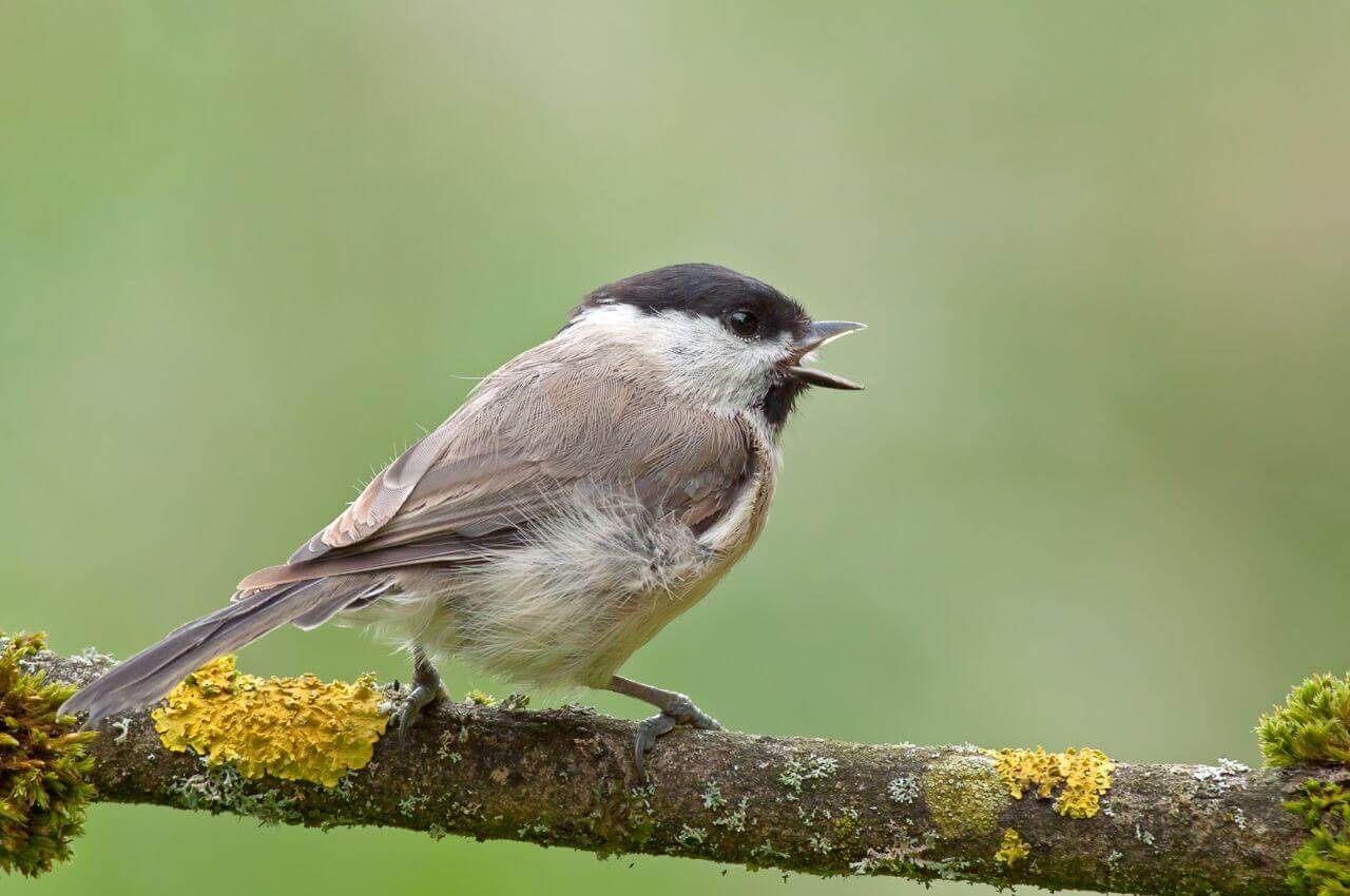 Jak wygląda Sikorka Uboga?