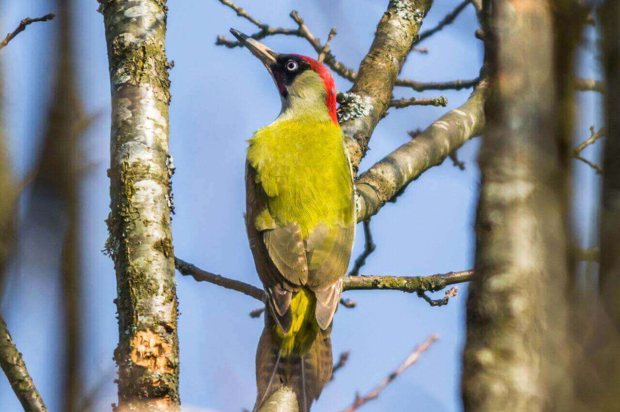 Jak wygląda Dzięcioł Zielony?