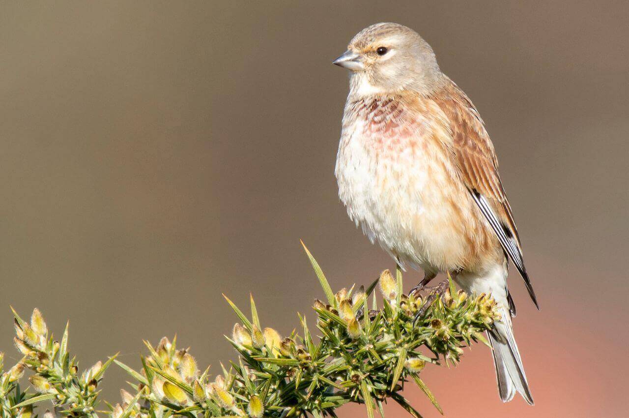 Jak wygląda Makolągwa?