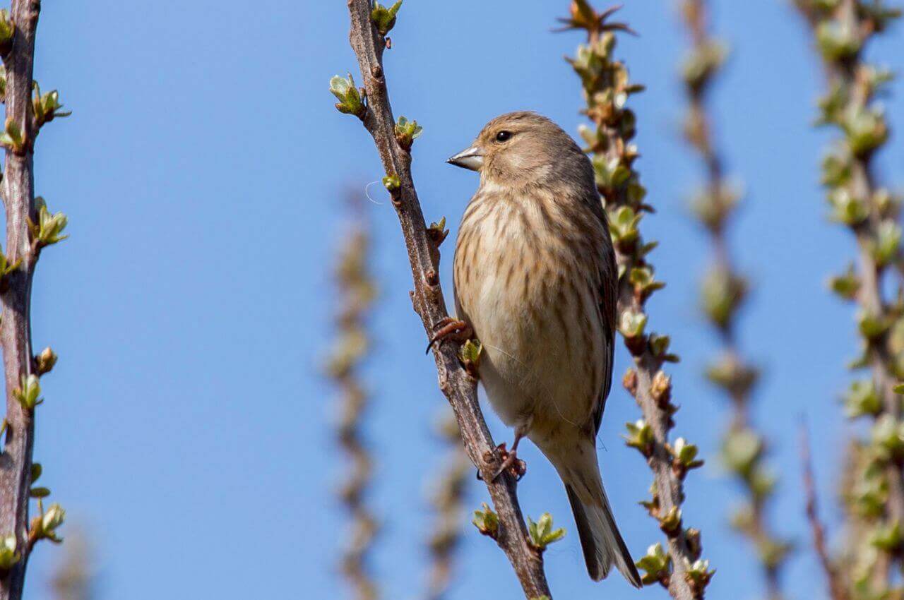 Jak wygląda Makolągwa?