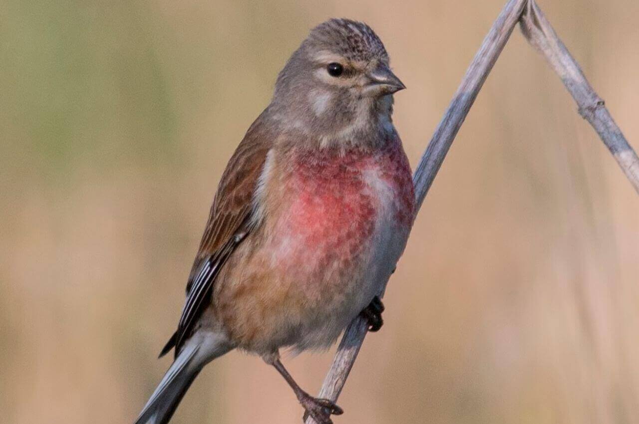 Jak wygląda Makolągwa?