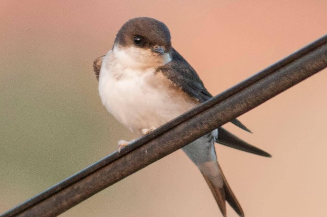 Jak wygląda Oknówka?