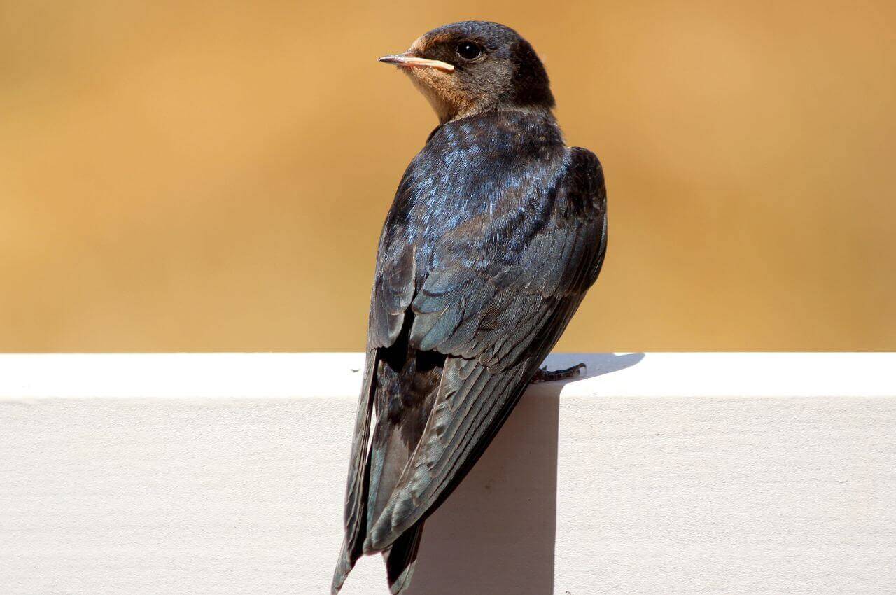 Jak wygląda Oknówka?