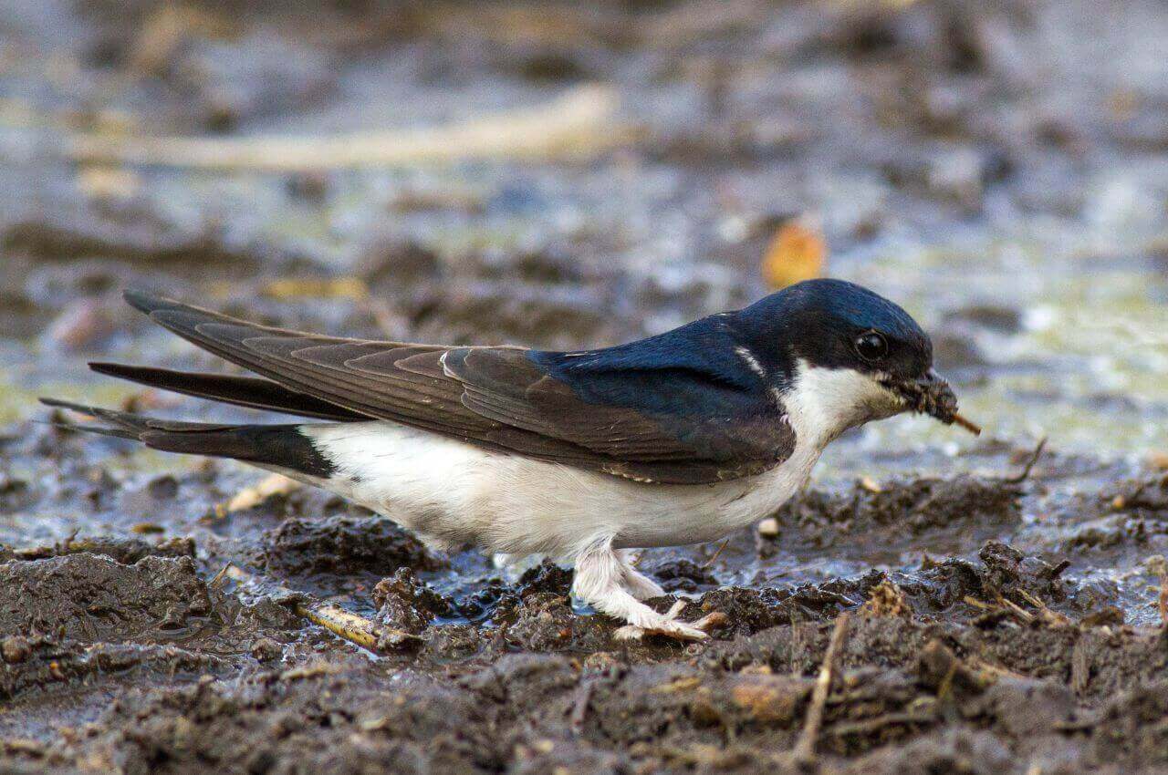 Jak wygląda Oknówka?