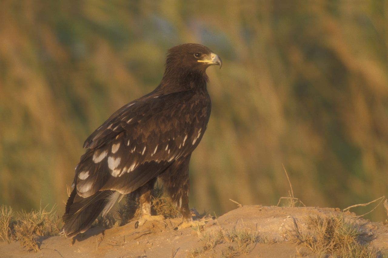 Jak wygląda Orlik Grubodzioby?