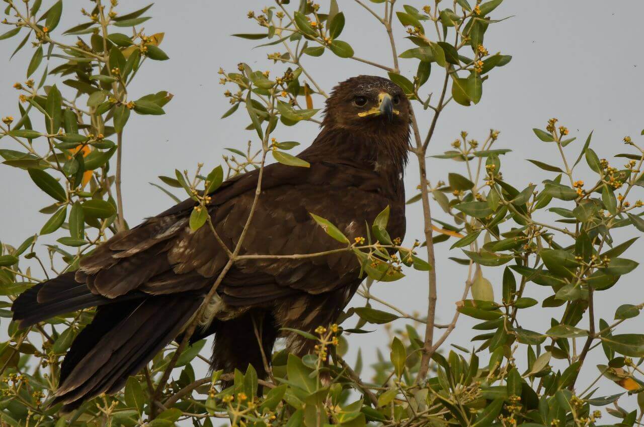 Jak wygląda Orlik Grubodzioby?