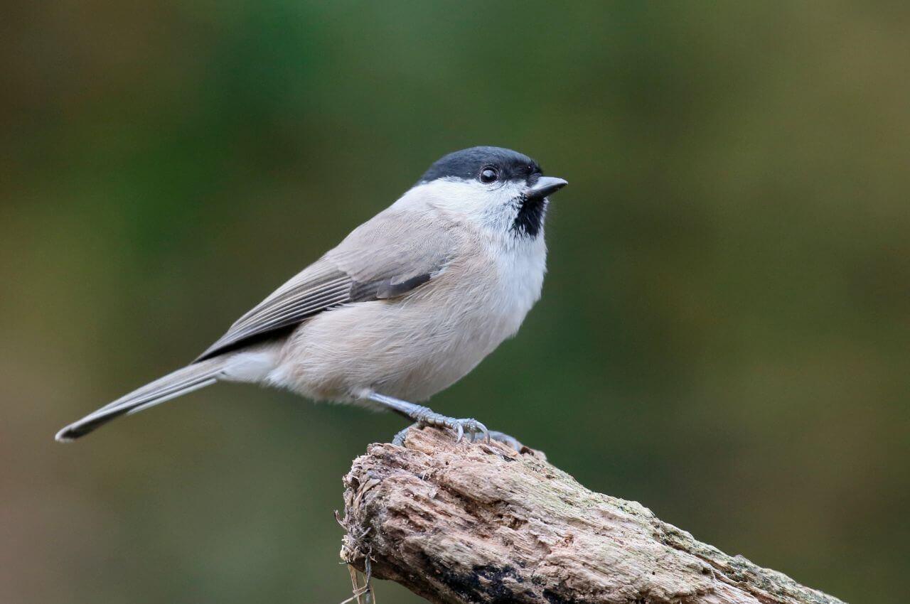 Jak wygląda Sikorka Uboga?