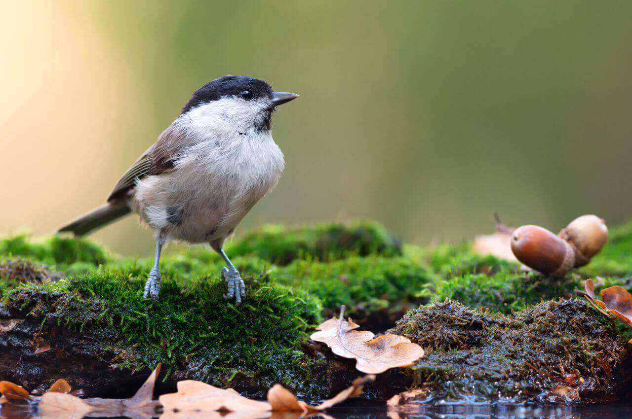 Jak wygląda Sikorka Uboga?