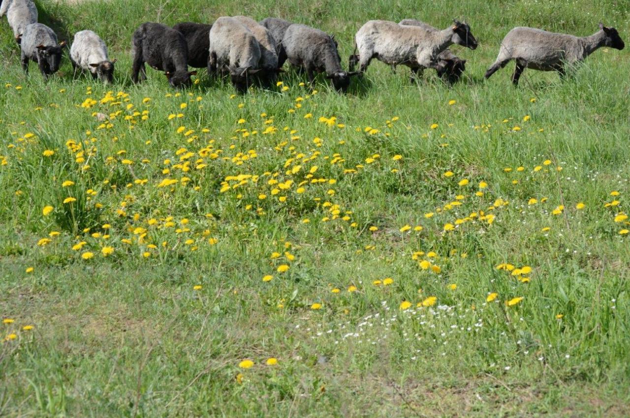 Jak chroni przyrodę stowarzyszenie Jestem na pTAK!?