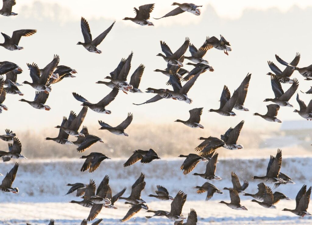 Jak wygląda Gęś Białoczelna?