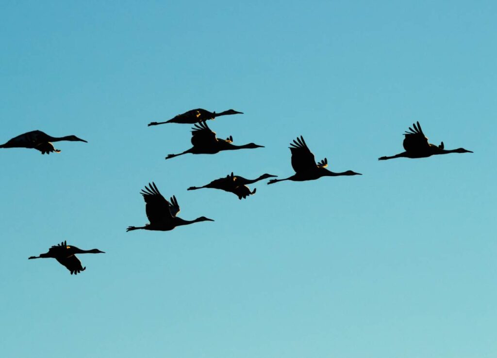 Gdzie odlatują ptaki na zimę?