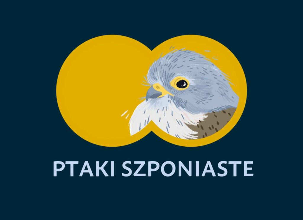 Jak odróżniać orły?