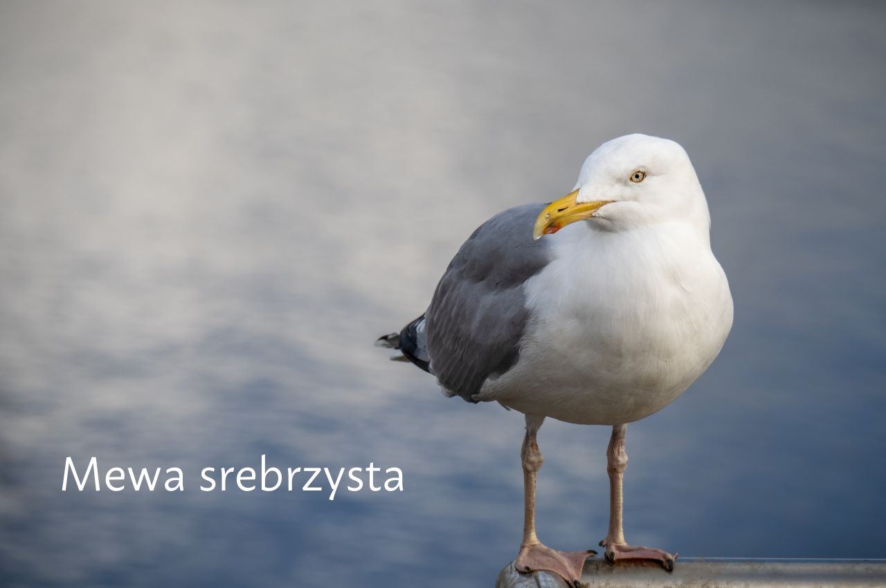 jak wygląda Mewa Srebrzysta?